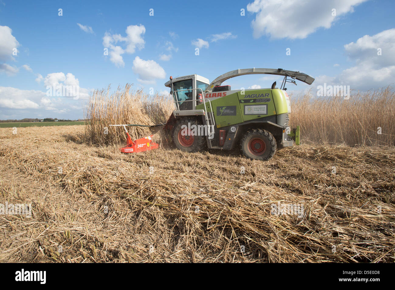 Ernte von Miscanthus für den Einsatz als Biomasse-Brennstoff Stockfoto