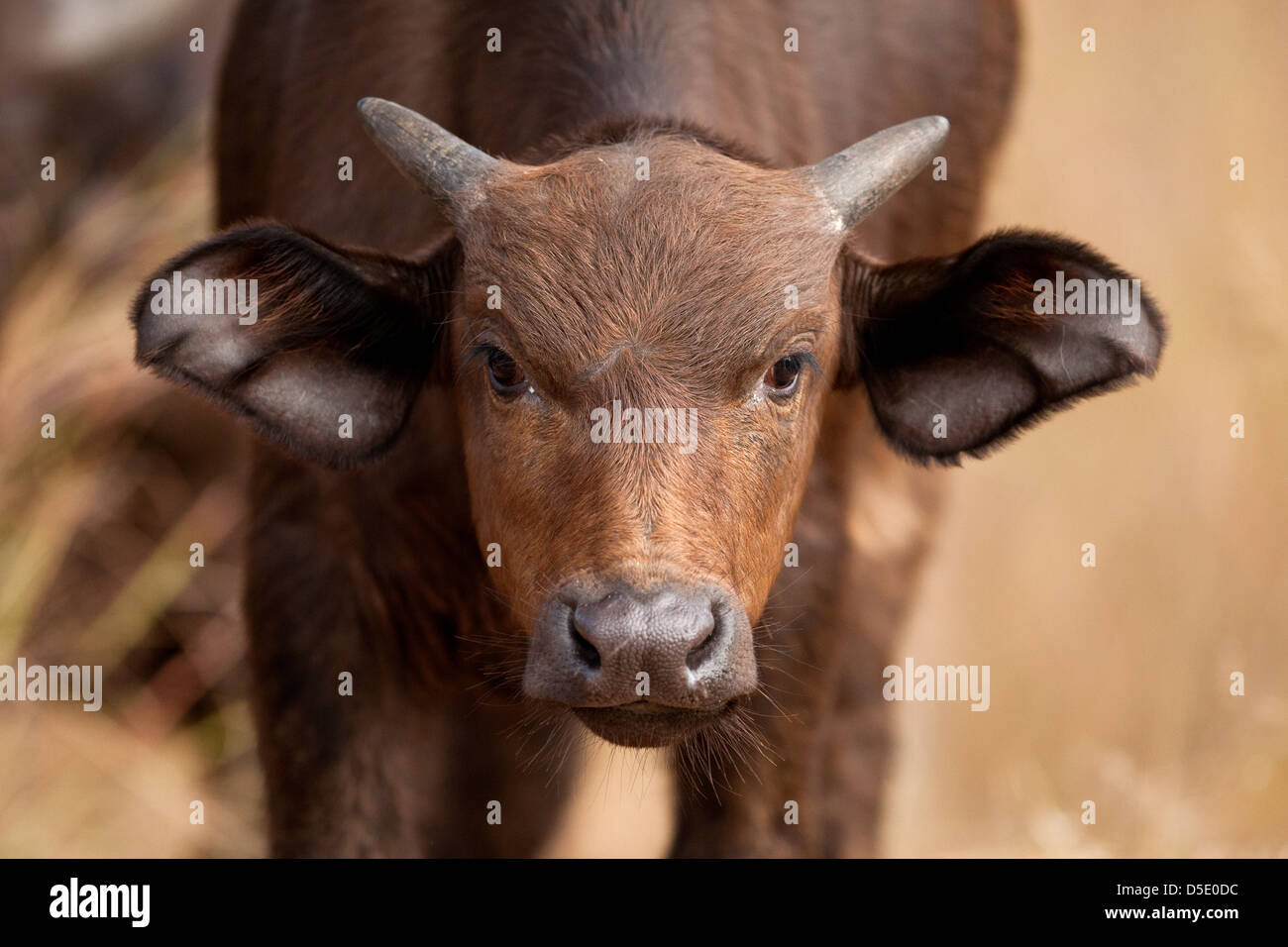 Eine afrikanische oder Kaffernbüffel (Syncerus Caffer) Stockfoto