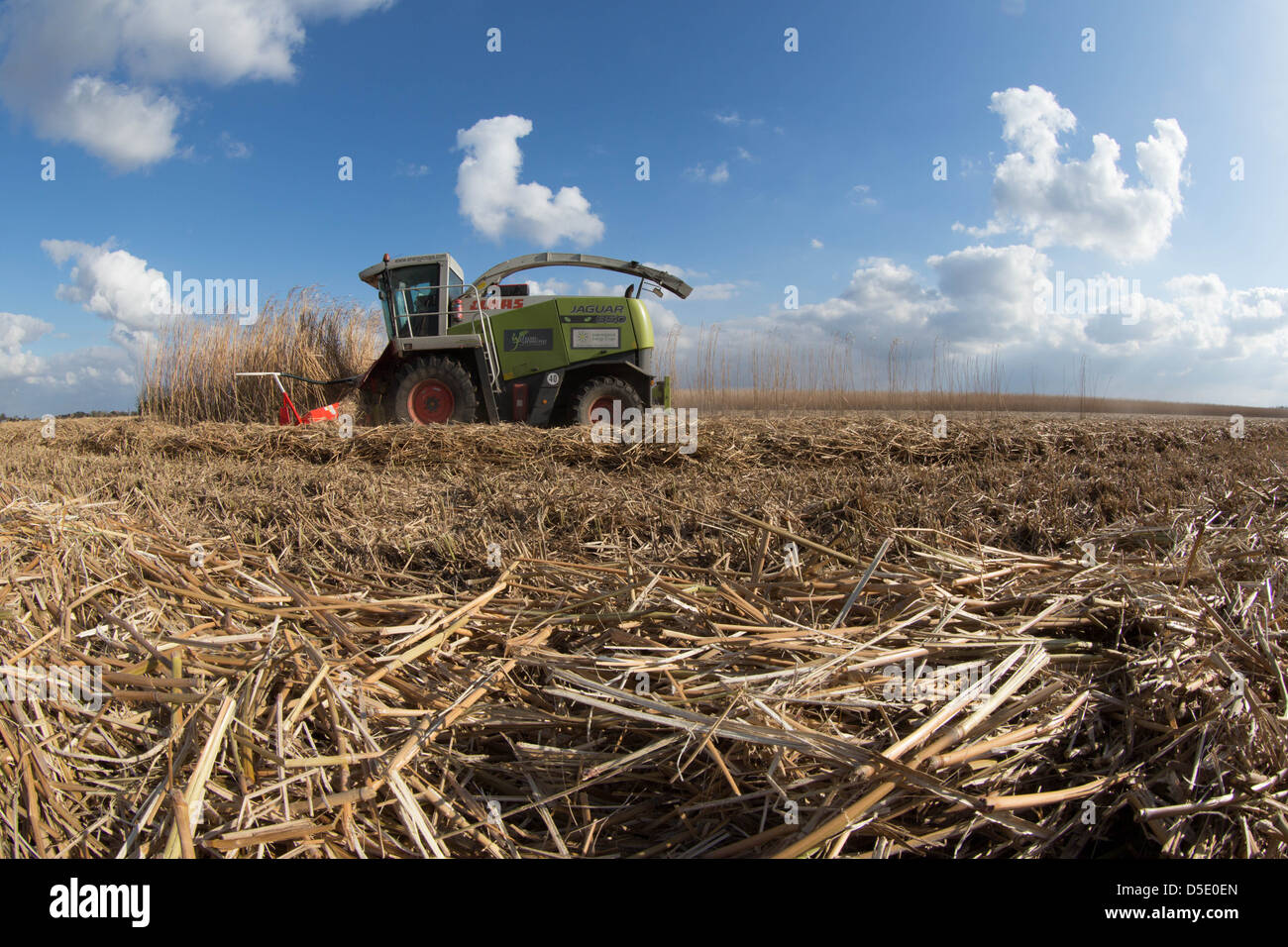 Ernte von Miscanthus für den Einsatz als Biomasse-Brennstoff Stockfoto