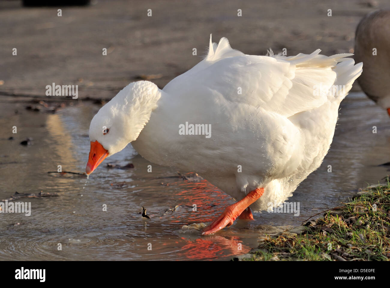 Weiße Gans auf der Suche nach Nahrung Stockfotografie Alamy