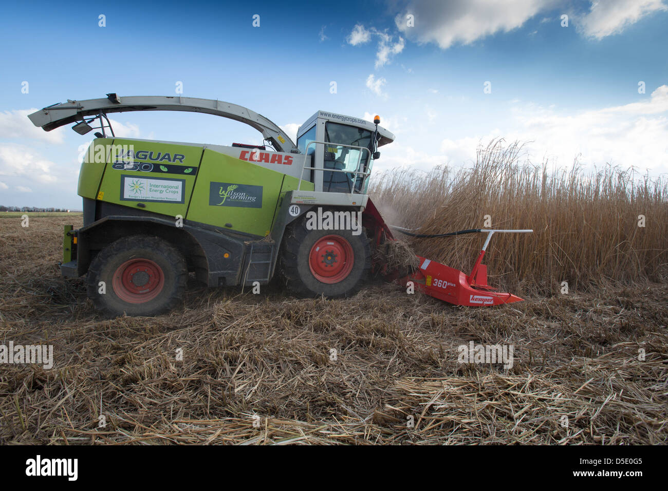 Ernte von Miscanthus für den Einsatz als Biomasse-Brennstoff Stockfoto