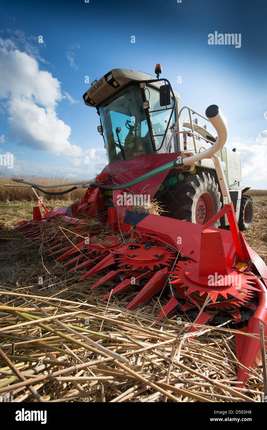 Ernte von Miscanthus für den Einsatz als Biomasse-Brennstoff Stockfoto