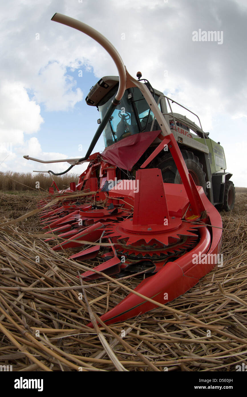 Ernte von Miscanthus für den Einsatz als Biomasse-Brennstoff Stockfoto