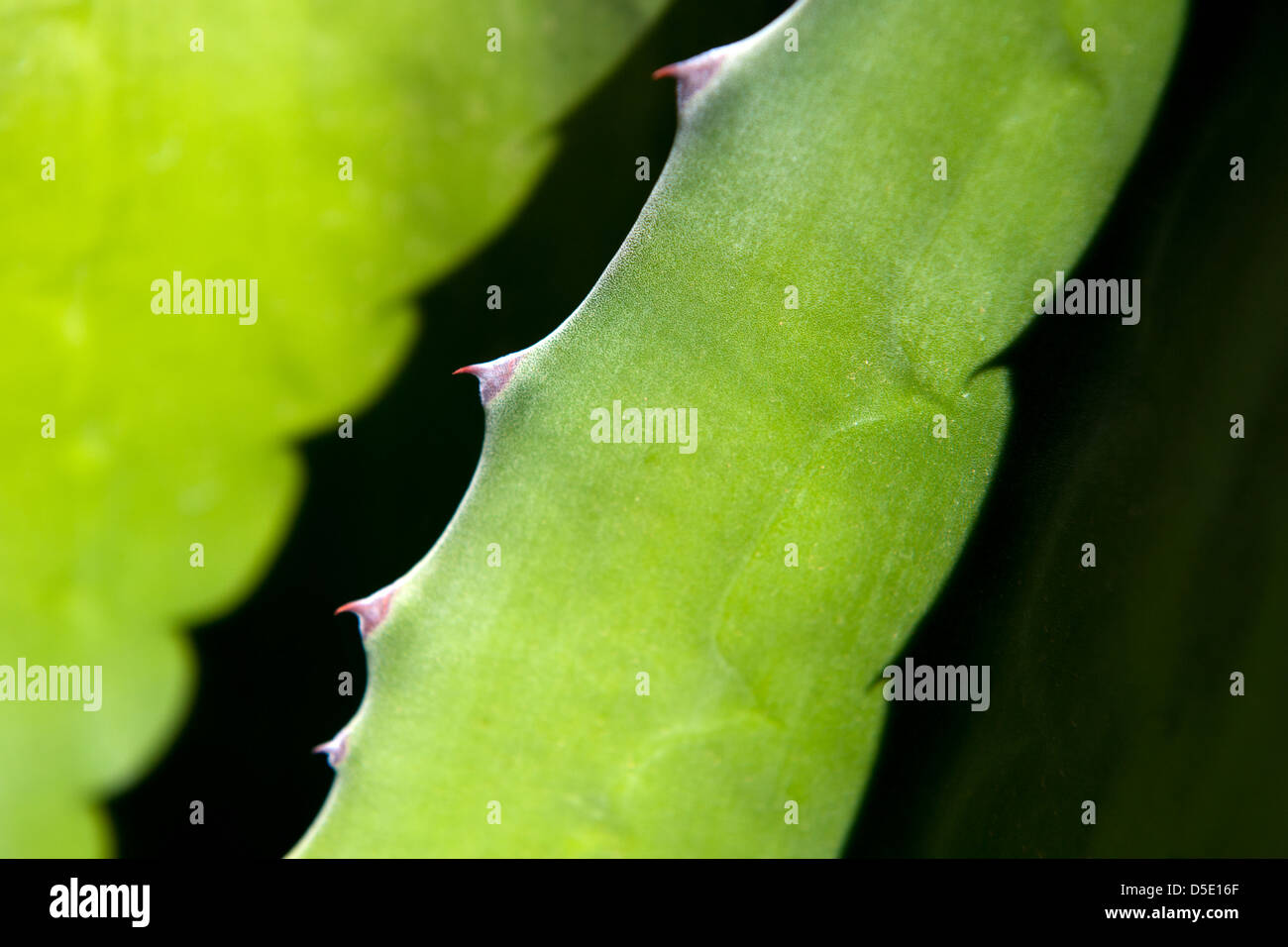 Detail eines Kaktus Wüstenpflanze und Schatten Stockfoto
