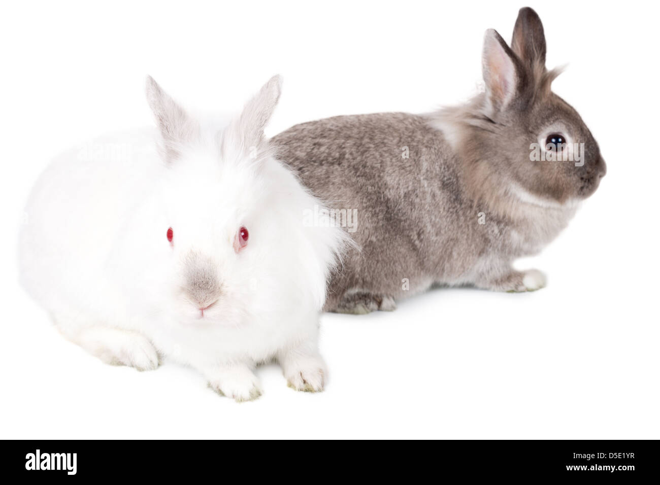 Zwei liebenswerte Osterhasen, neugierig wenig weiß eins mit Blick auf die Kamera und eine hübsche kleine graue Cottontail im Profil nach rechts, isoliert auf weißem Hintergrund. Stockfoto Zwei liebenswerte Osterhasen, neugierig wenig weiß eins mit Blick auf die Kamera und eine hübsche kleine graue Cottontail im Profil nach rechts, isoliert auf weißem Hintergrund. Stockfoto