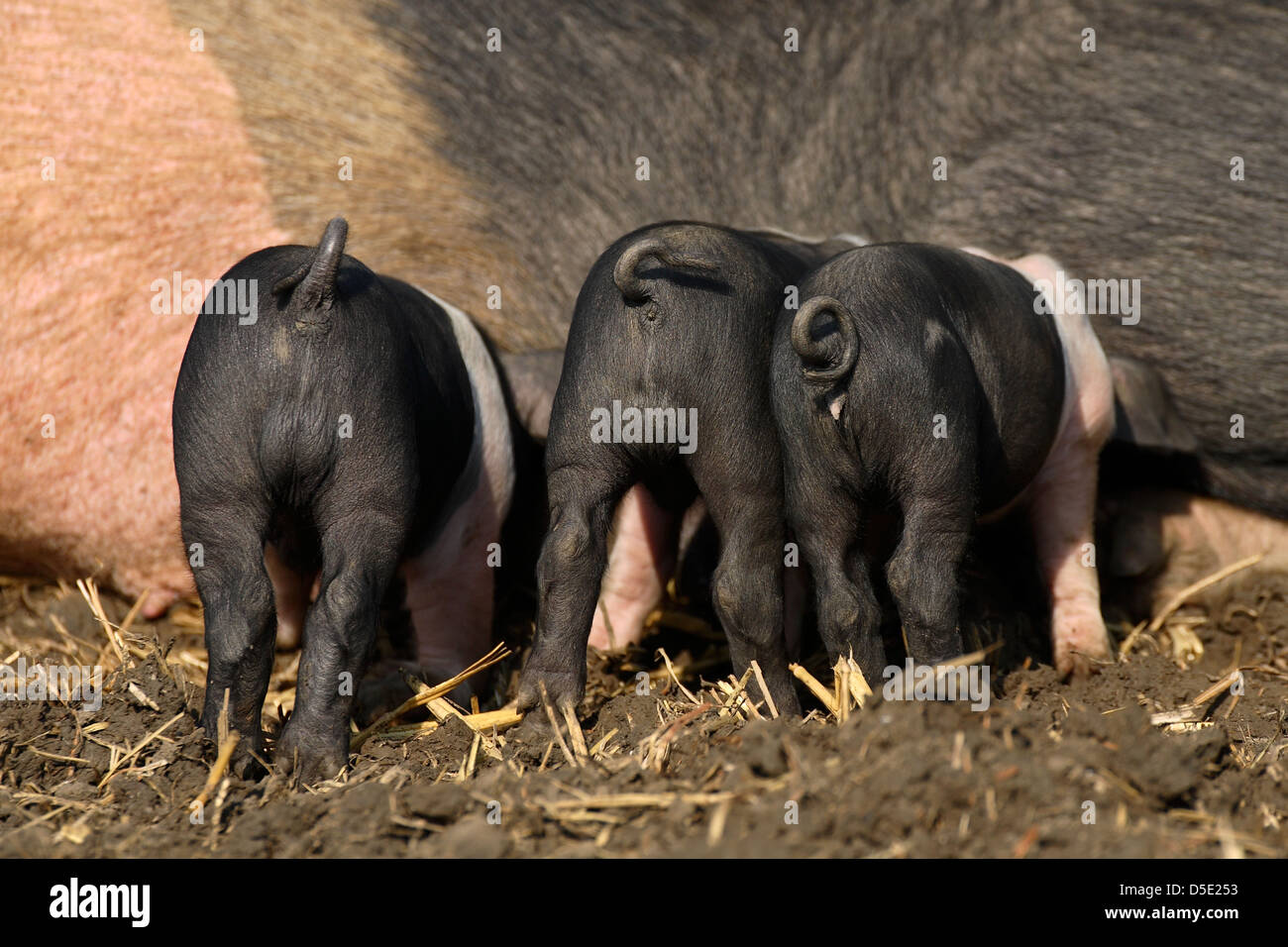 Freerange britische Saddleback Ferkel Spanferkel auf ihre Mütter Zitzen (Sus Domestica) Stockfoto