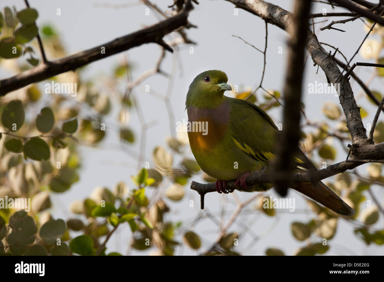 Orange-breasted Taube (Treron Bicinctus Javanus), männliche in einem Baum in Bali, Indonesien. Stockfoto