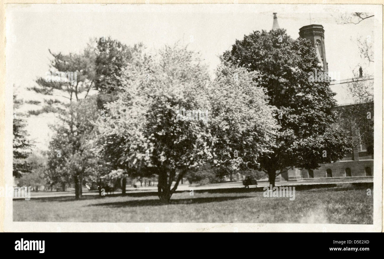Dieses Bild zeigt Bäume und Blumen im Vordergrund, mit dem berühmten Smithsonian Castle im Hintergrund, das die natürliche Schönheit der Gegend und ihre historische Architektur unterstreicht. Stockfoto