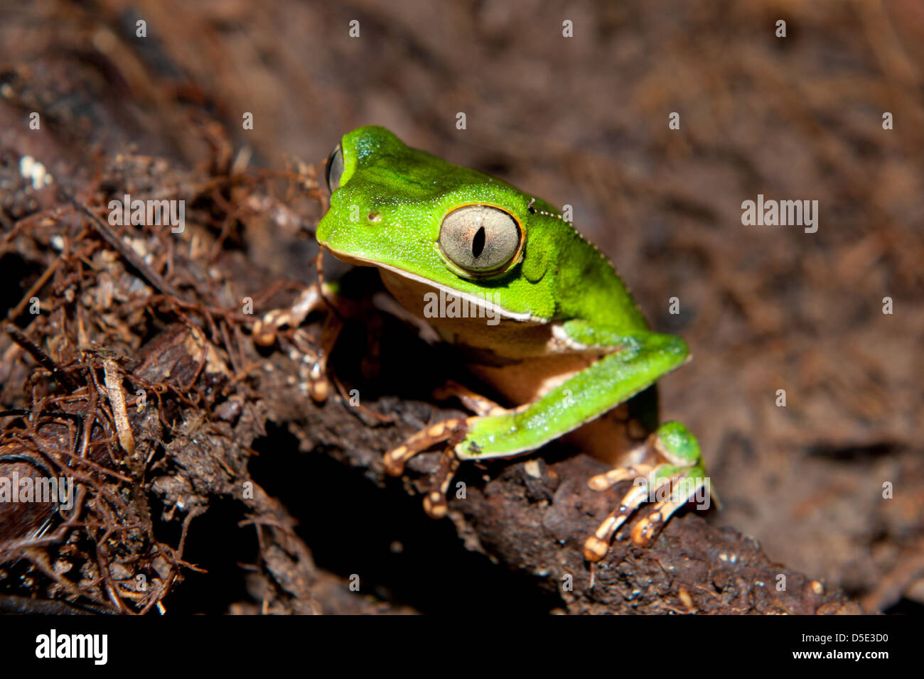 Ein Blatt weiß gesäumten Frosch (Phyllomedusa Vaillantii) ruht auf der Bank von einem Wasserbecken im Amazonas-Regenwald Stockfoto