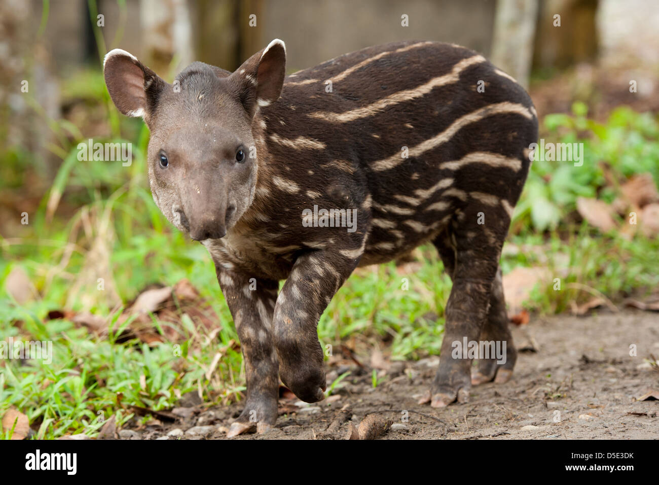 Eine juvenile südamerikanischen Tapir (Tapirus Terrestris) im ecuadorianischen Amazonas-Regenwald Stockfoto
