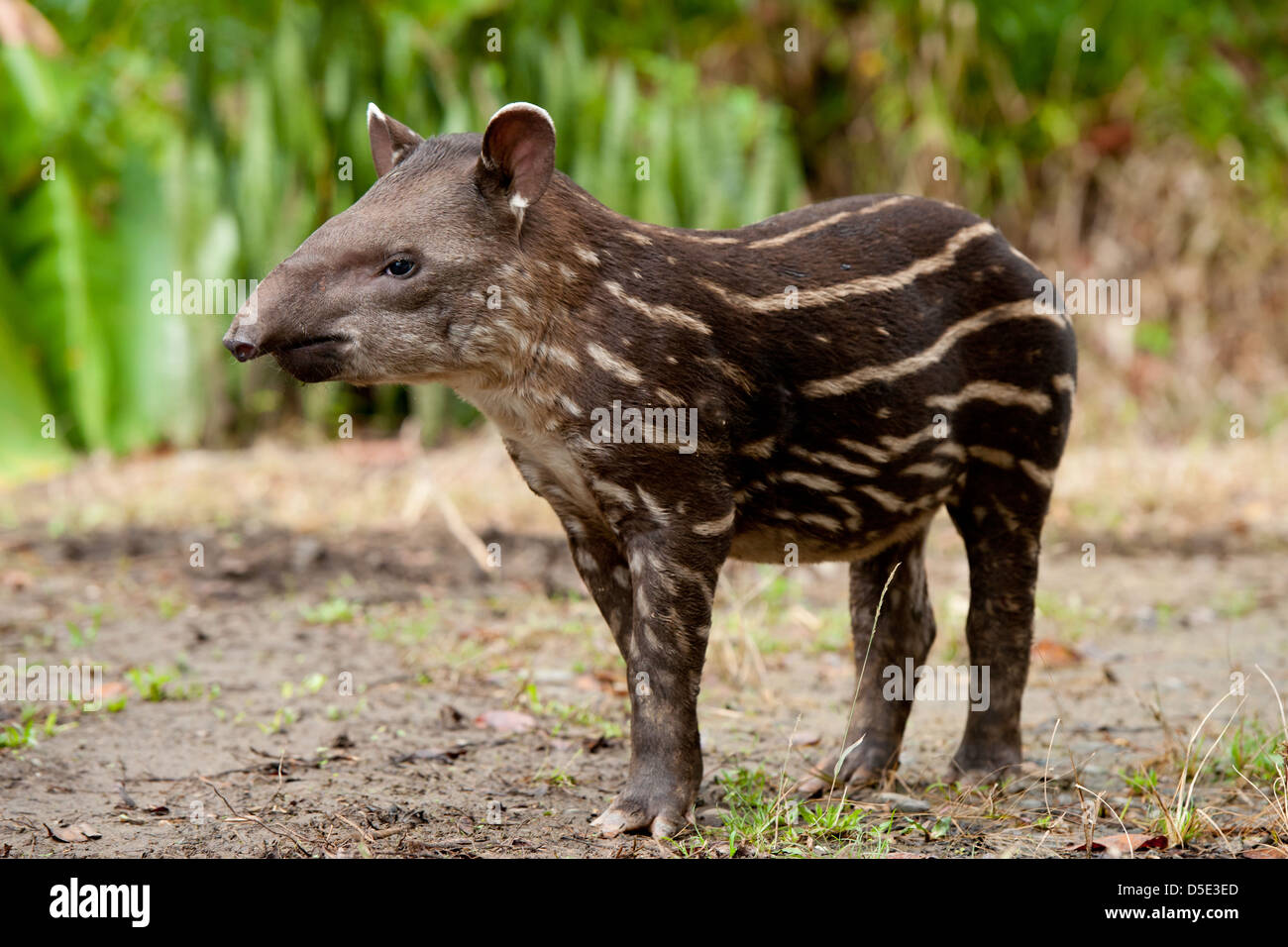 Eine juvenile südamerikanischen Tapir (Tapirus Terrestris) im ecuadorianischen Amazonas-Regenwald Stockfoto