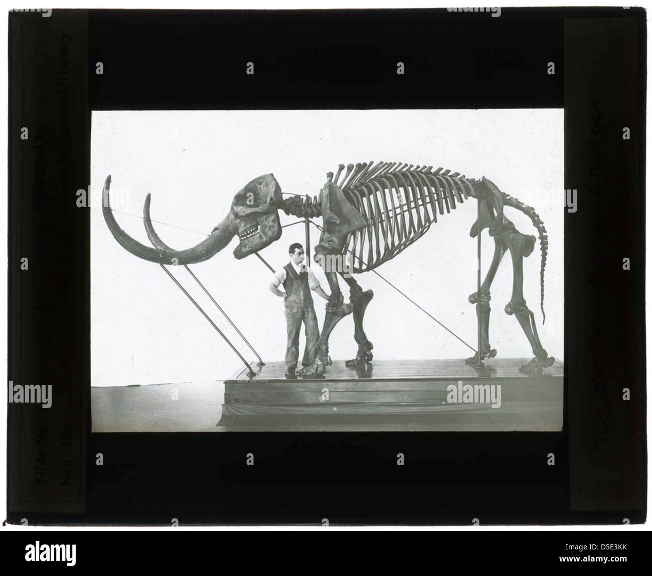 Das Newburger Mastodon (Mastodon americanus), ausgestellt in der Smithsonian Institution von 1900 bis 1935. Dieses Fossil stellt ein wichtiges Stück prähistorischer amerikanischer Fauna dar. Stockfoto