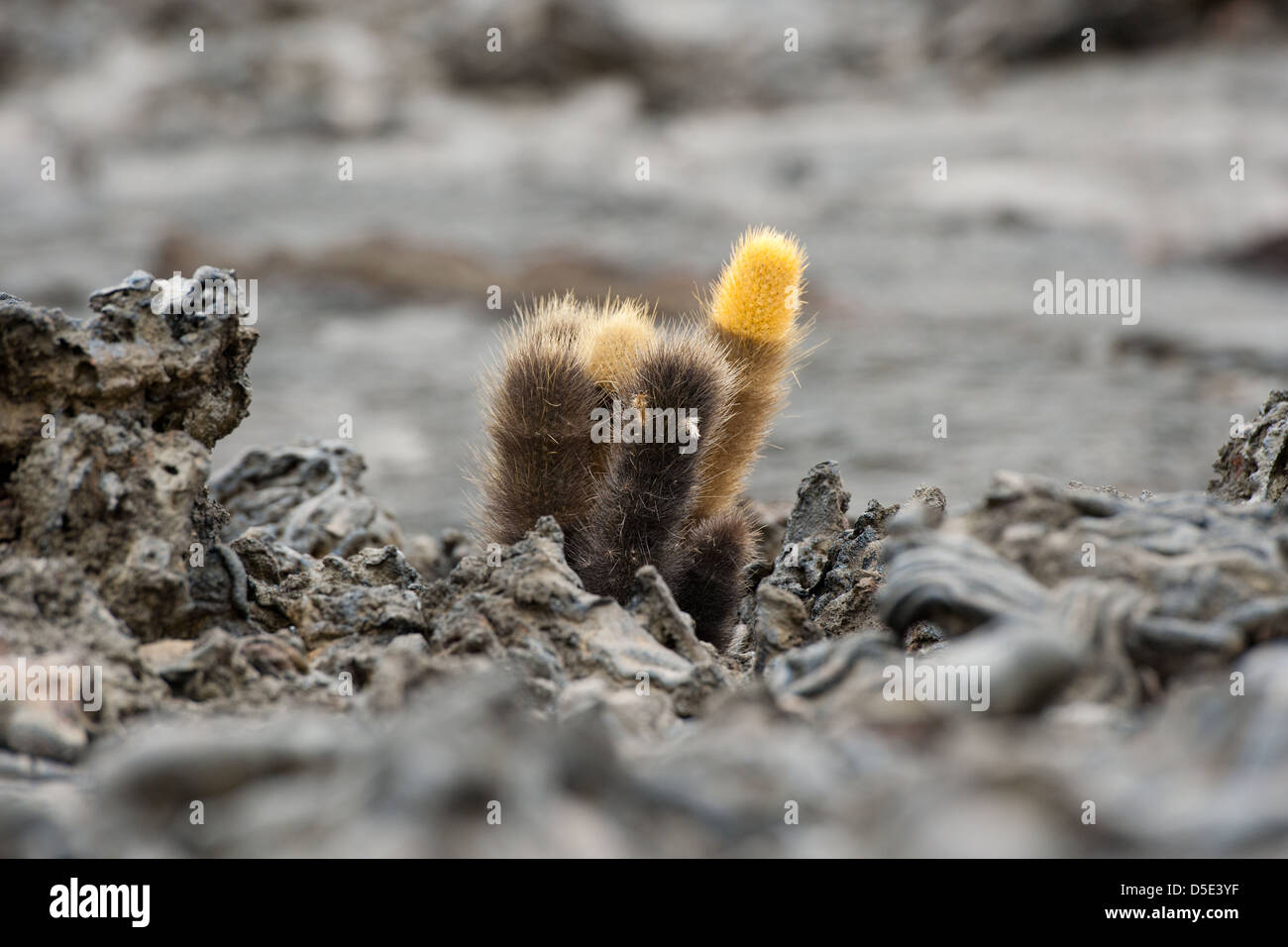 Lava-Kaktus (Brachycereus Nesioticus) wächst in Lava-Gestein Stockfoto