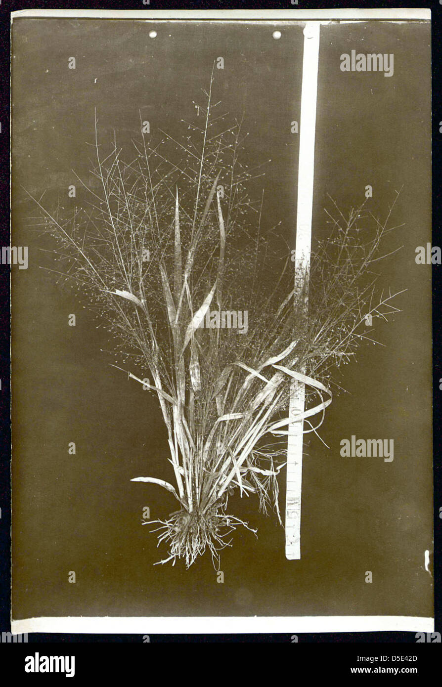 Nicht identifizierte botanische Proben (Rasen) Stockfoto
