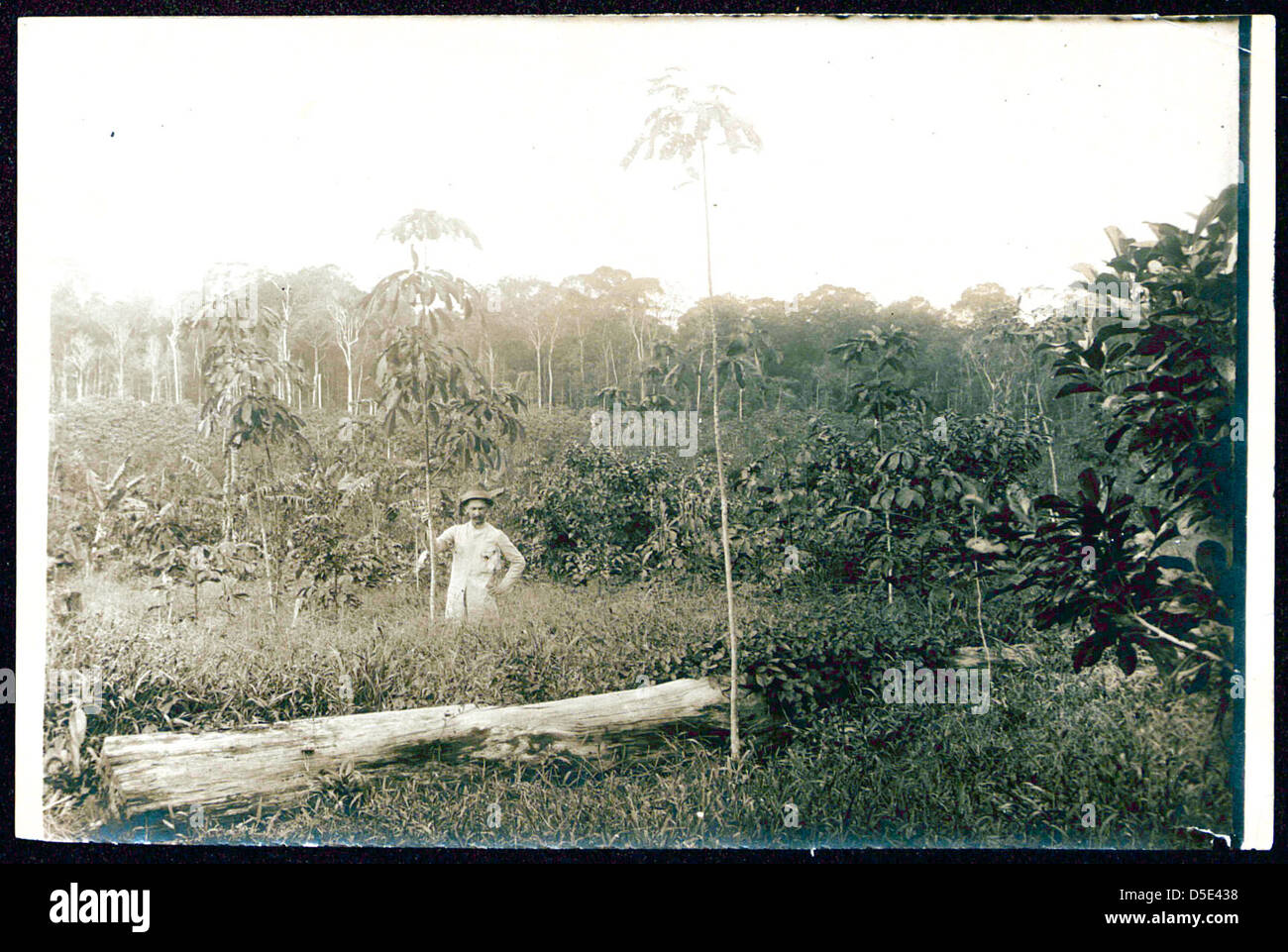 Mann, der in einem Feld mit Gräsern und Bäumen, möglicherweise André Goeldi in Brasilien Stockfoto