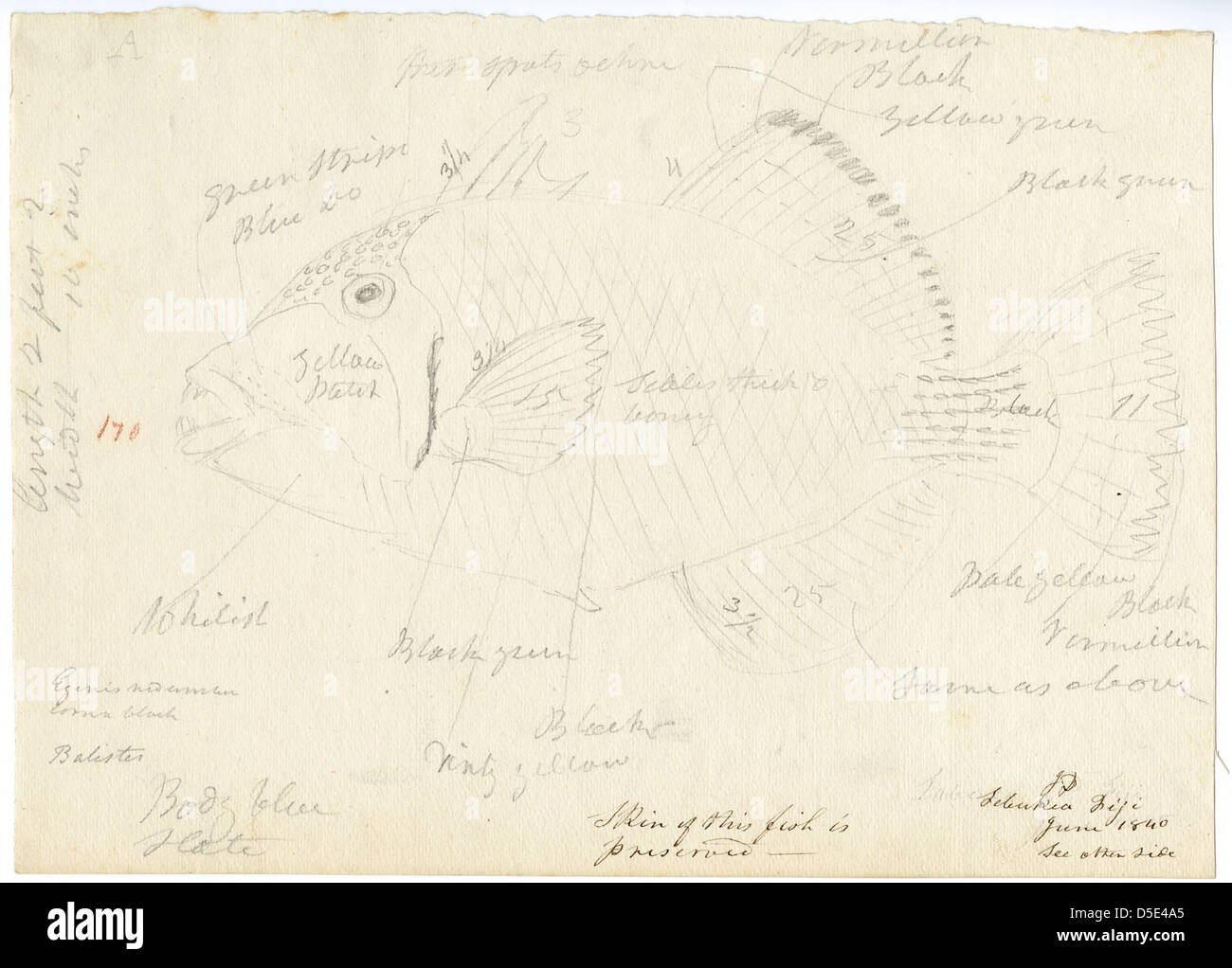 Skizze des Balistoid mit Noten von Joseph Drayton, 1840 Stockfoto