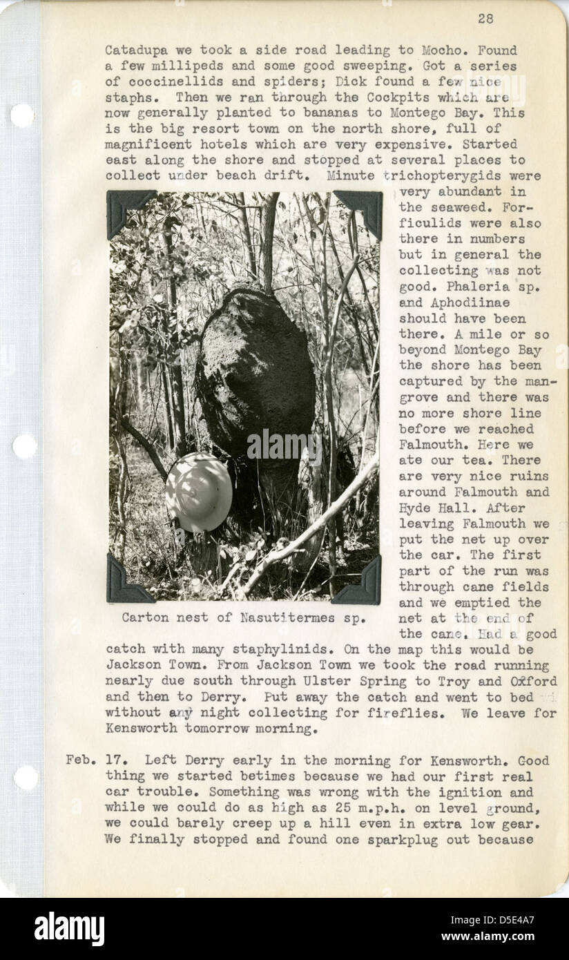 Seite von Feldnotizen durch Edward Chapin, mit Foto Karton Nest von Nasutitermes mit Tropenhelm in Jamaika, 1937 Stockfoto