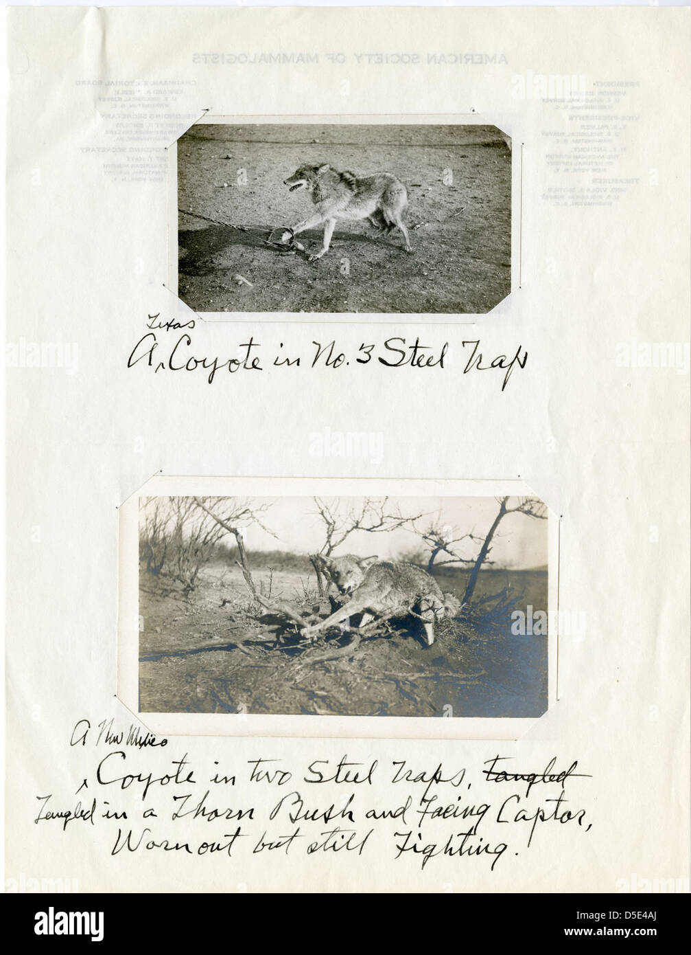 Kojoten in fallen, 1909-1918 Stockfoto
