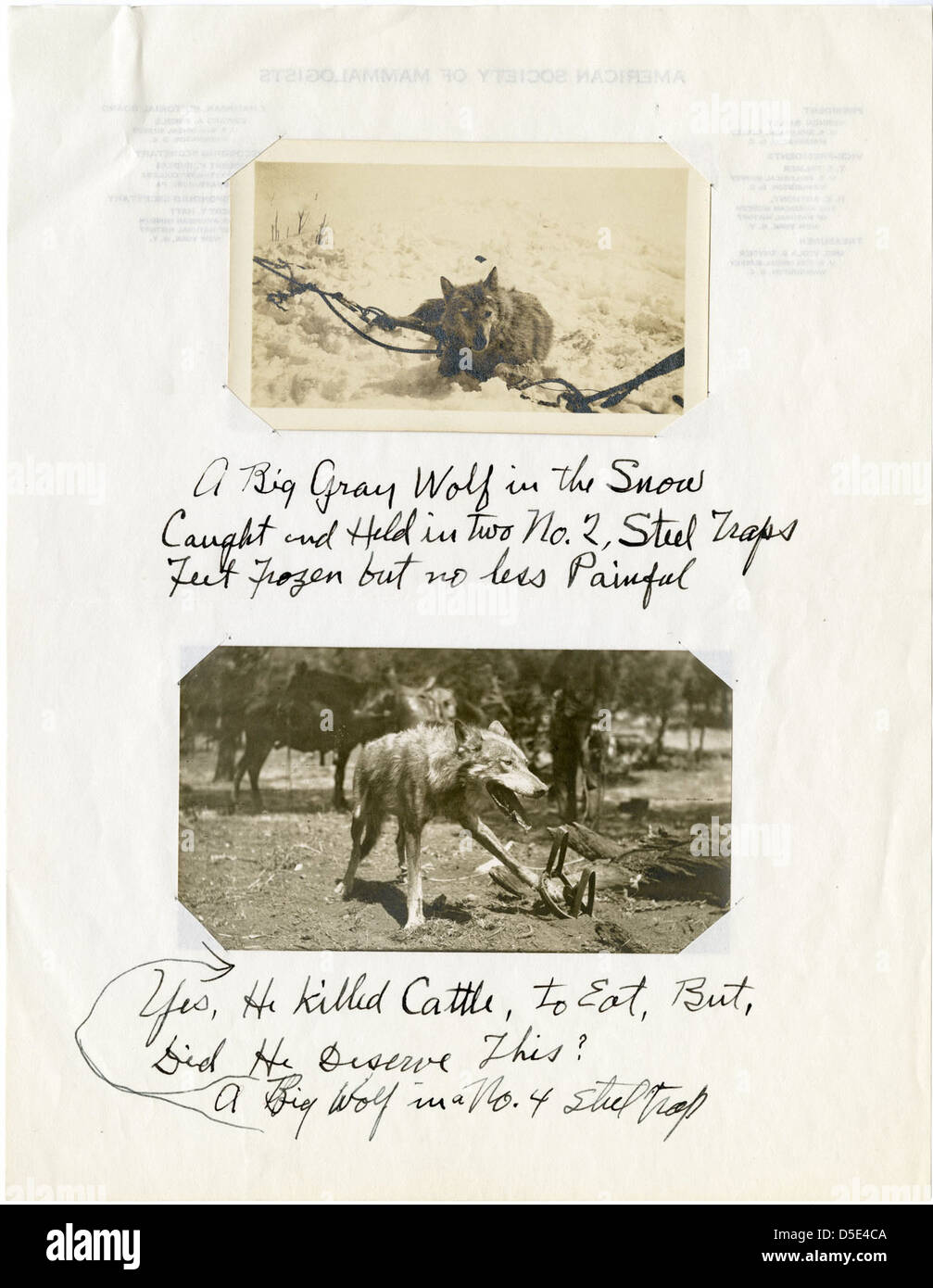 Wölfe in fallen, 1909-1918 Stockfoto