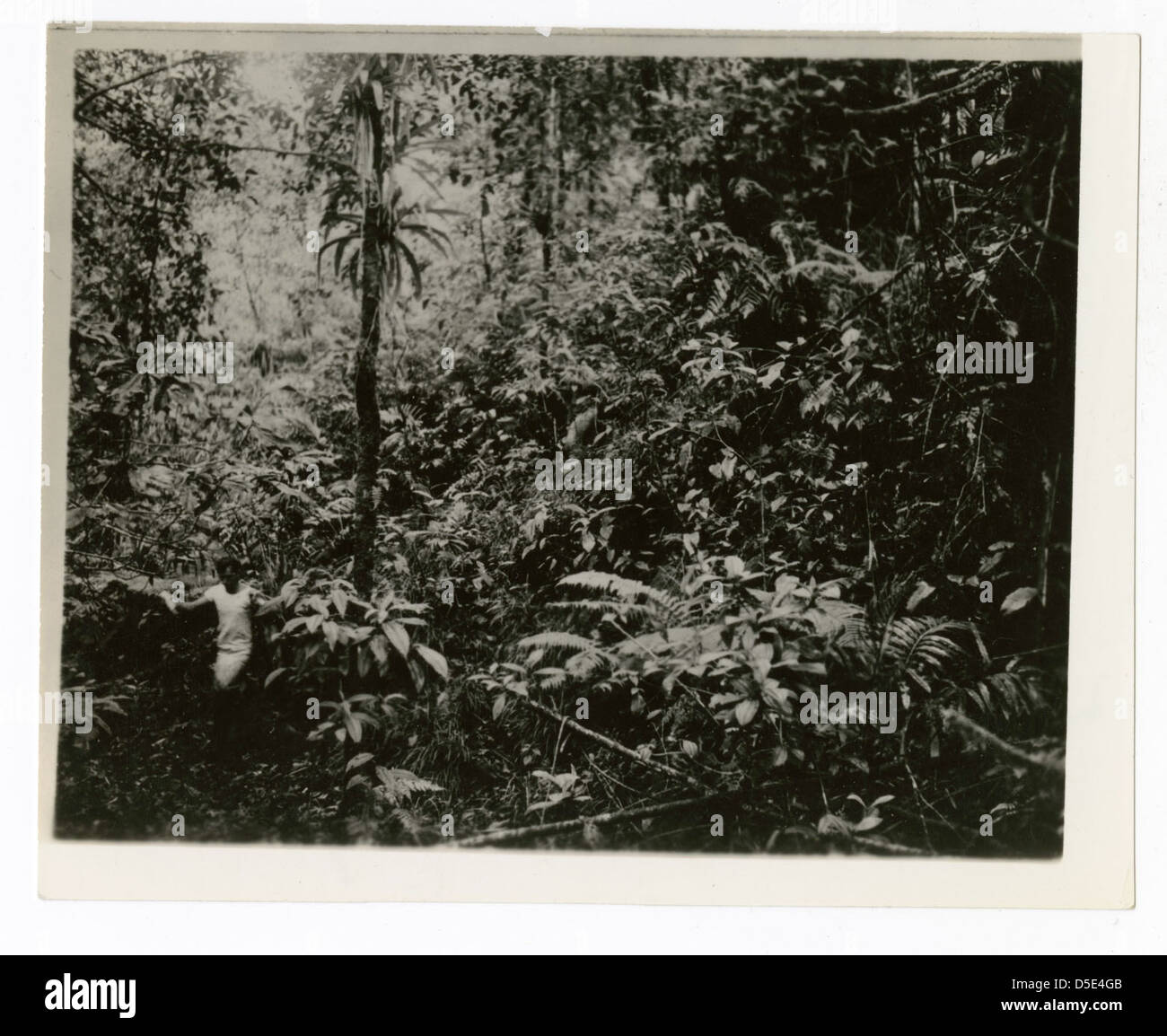 Beispiel der Vegetation am Hang Regenwald auf Coco Island [Isla de Coco], Costa Rica, 1938 Stockfoto