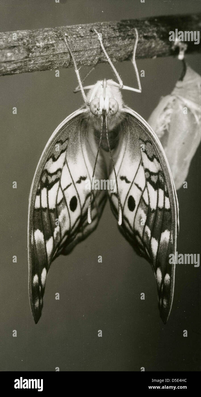 Anartia Jatrophae (Nymphalidae) Stockfoto