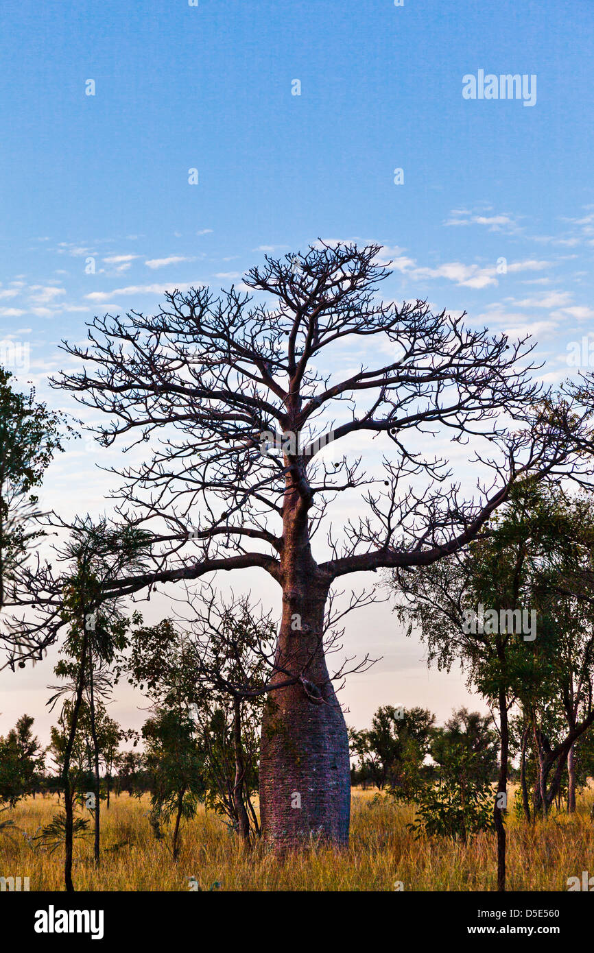 Australien, Western Australia, Kimberley, Baob Baum erfüllten gegen den Abendhimmel im Windjana Gorge National Park Stockfoto