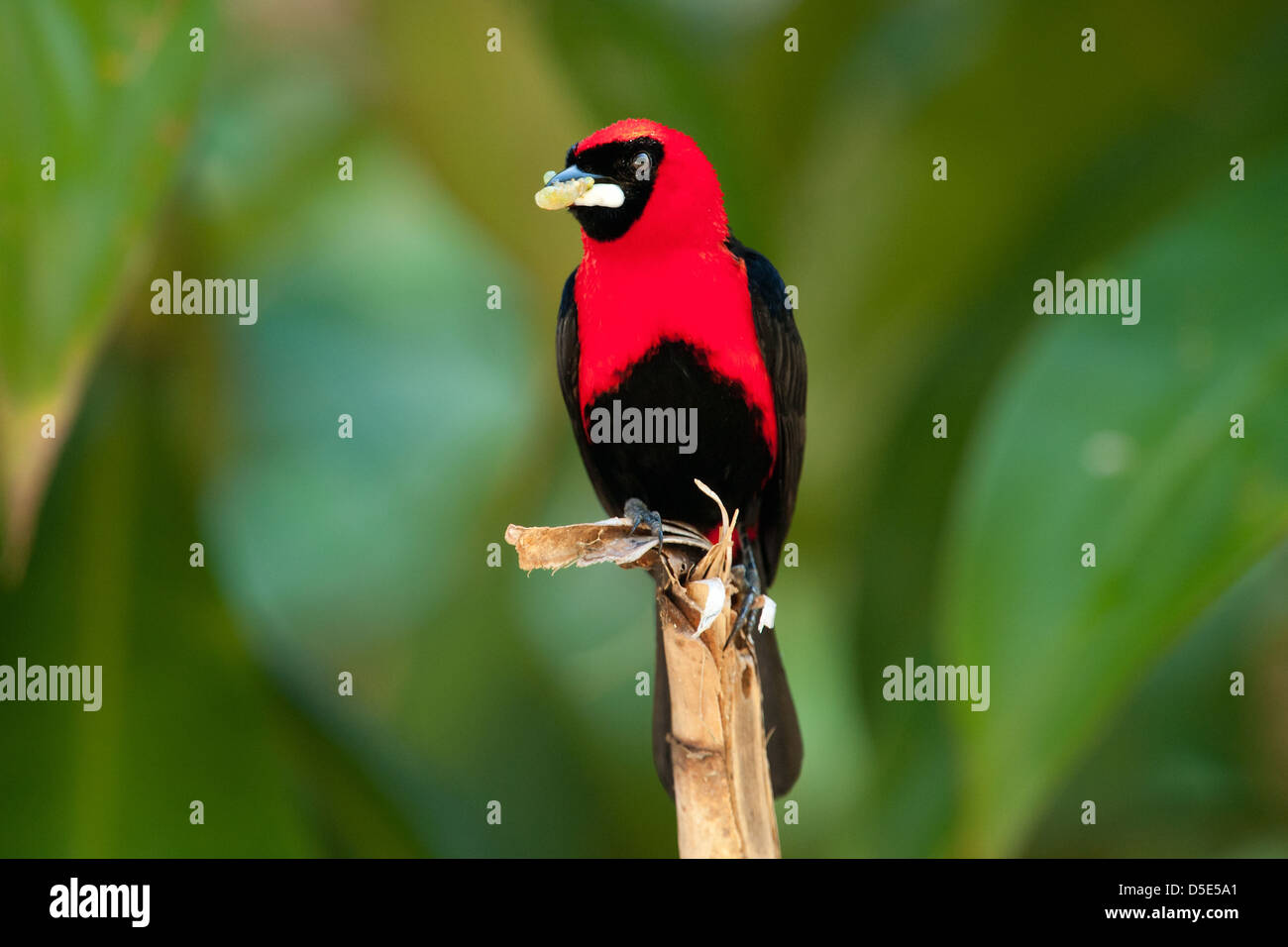 Ein Zinnoberrot Tanager (Calochaetes Coccineus) Stockfoto