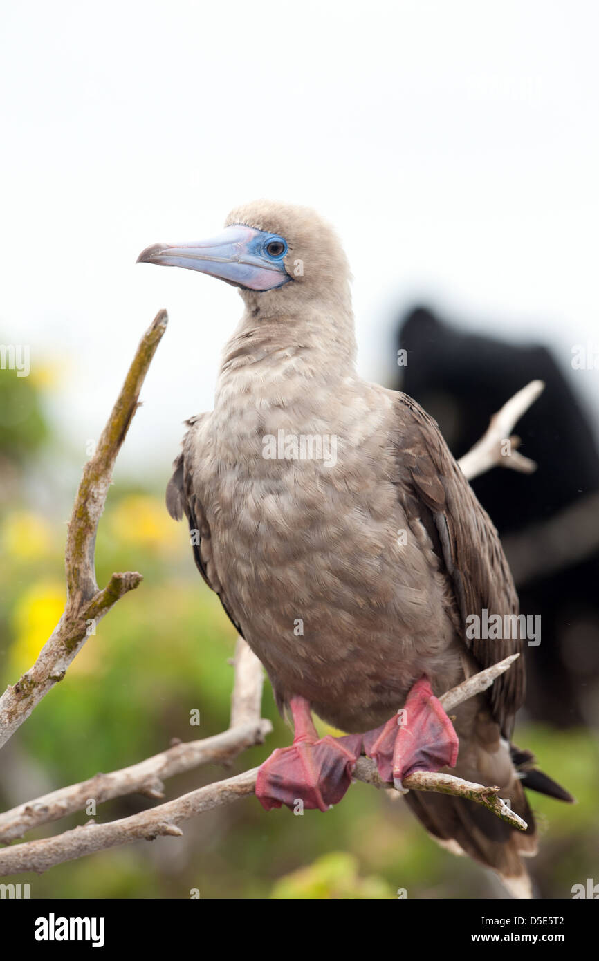 Die Red-footed Sprengfallen (Sula Sula) sitzt in einem Baum Stockfoto