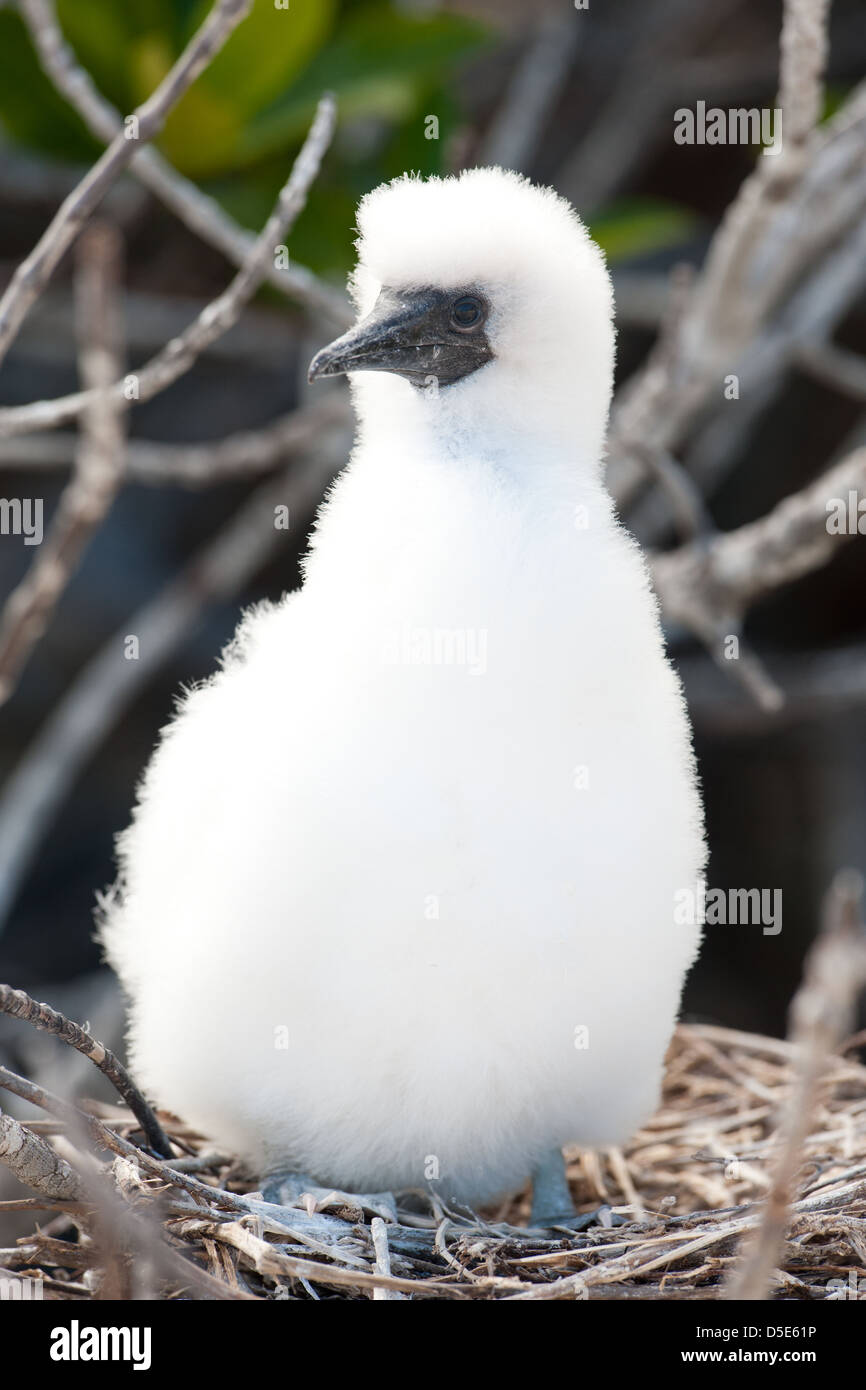 Red-Footed Tölpel oder Boobie Küken (Sula Sula) sitzen in einem Nest in einem Baum Stockfoto