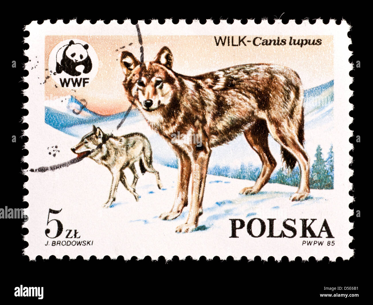 Briefmarke aus Polen Darstellung Wölfe (Canis Lupus) Stockfoto