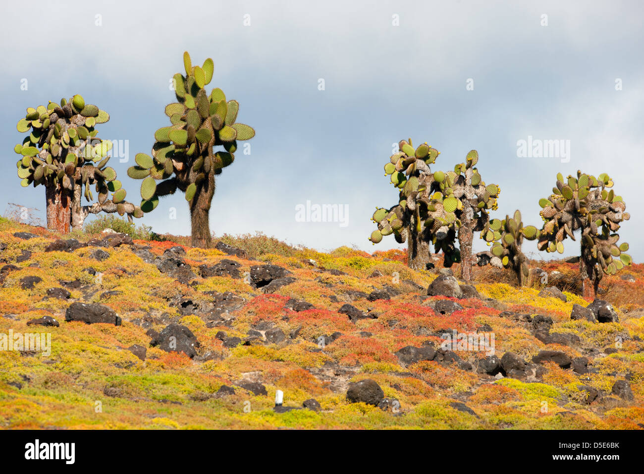 Prickly Pear Cactus Bäume (Opuntia Echios) und Galapagos Teppich Unkraut (Sesuvium Edmondstonei) Stockfoto