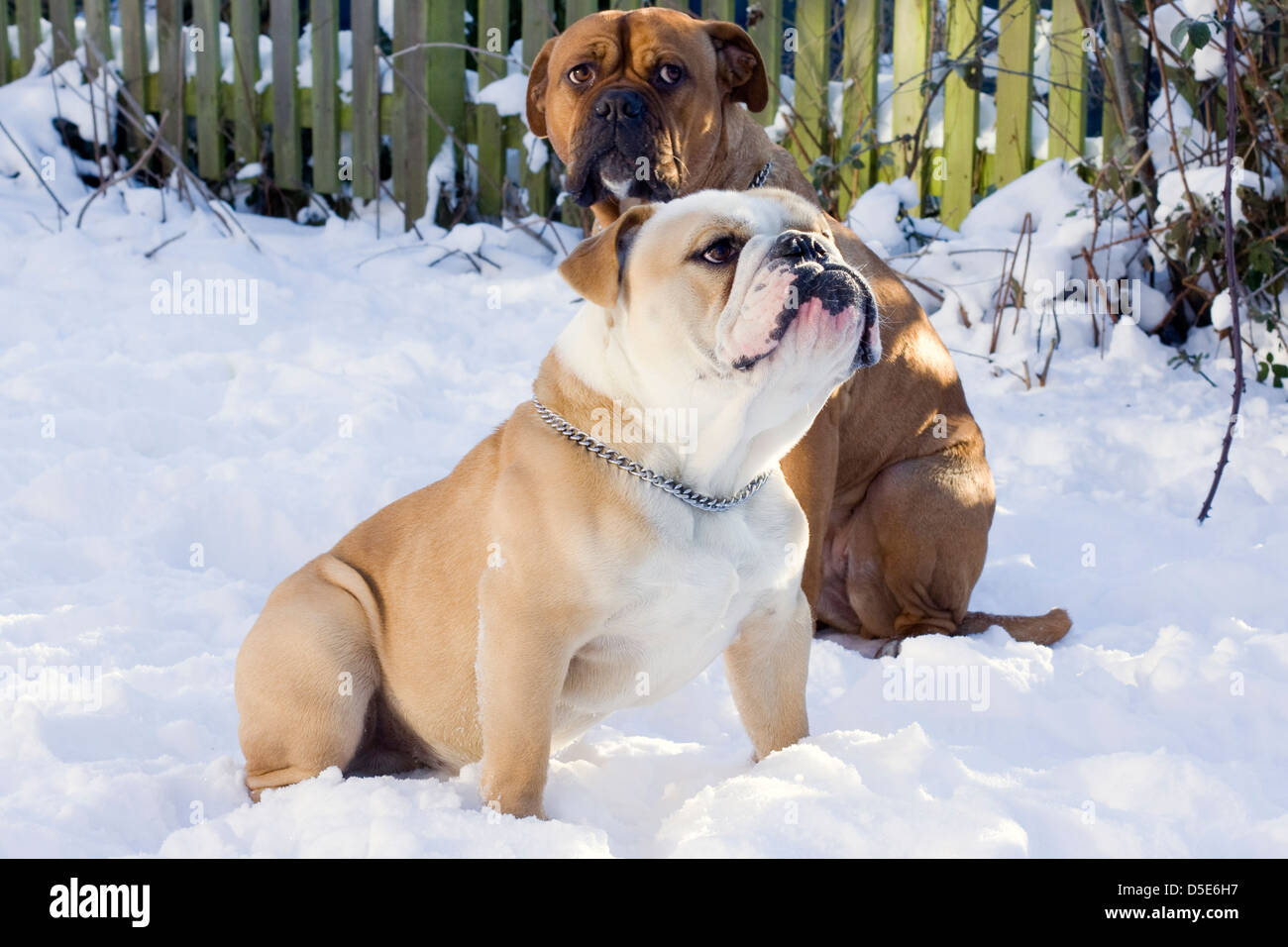 Eine britische Bulldogge suchen auf der linken Seite saß im Schnee Stockfoto