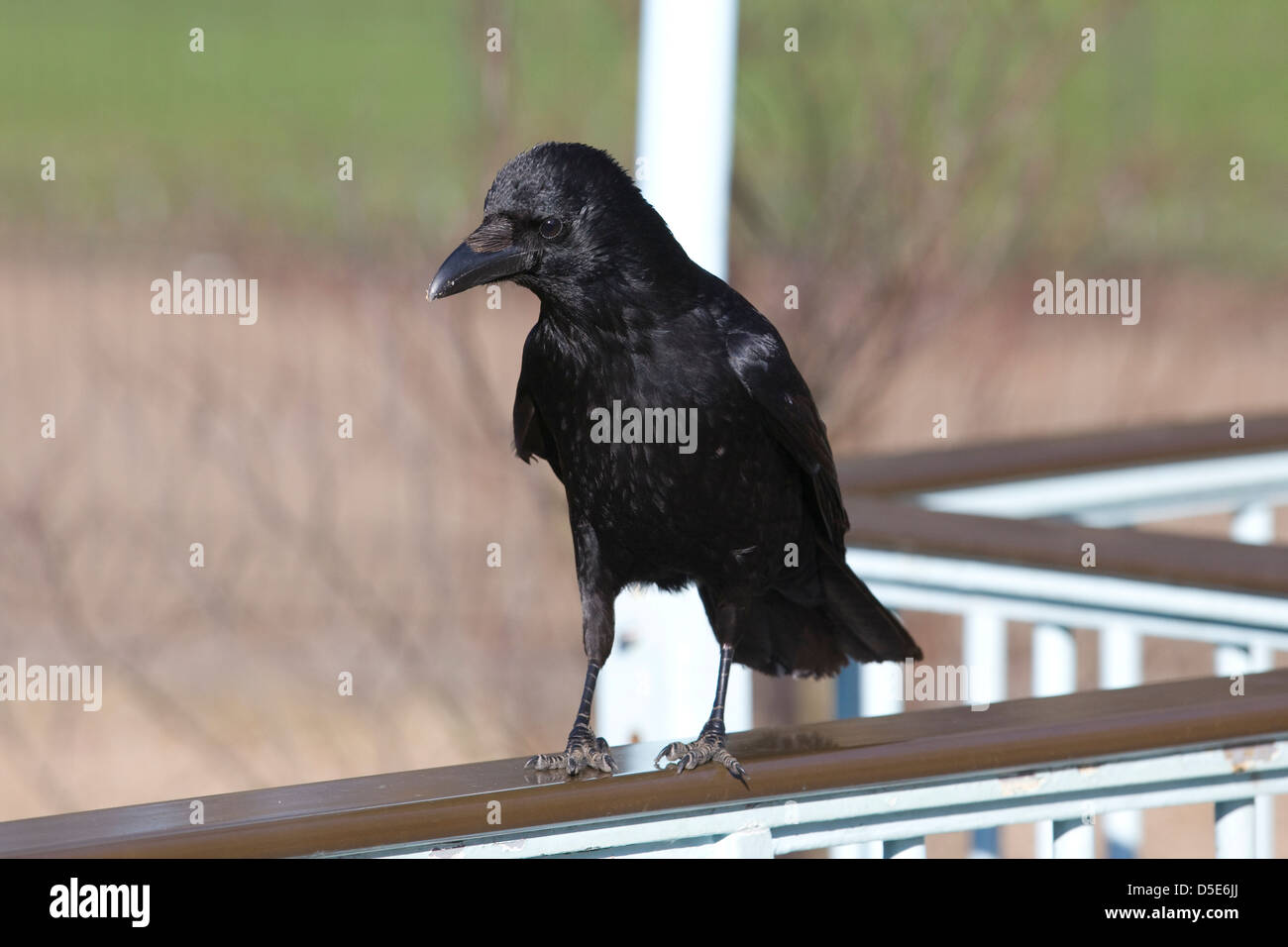 AAS-Krähe Corvus Corone Stood auf Geländer Stockfoto