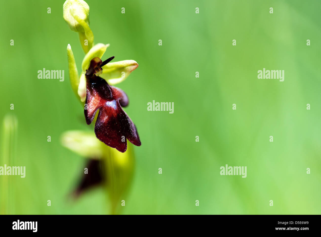 Natur-Detail - Fliege Orchidee Stockfoto