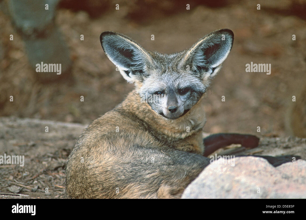 Der Hieb-eared Fuchs (Otocyon Megalotis) ist ein Canid der afrikanischen Savanne, benannt nach seinen großen Ohren Stockfoto