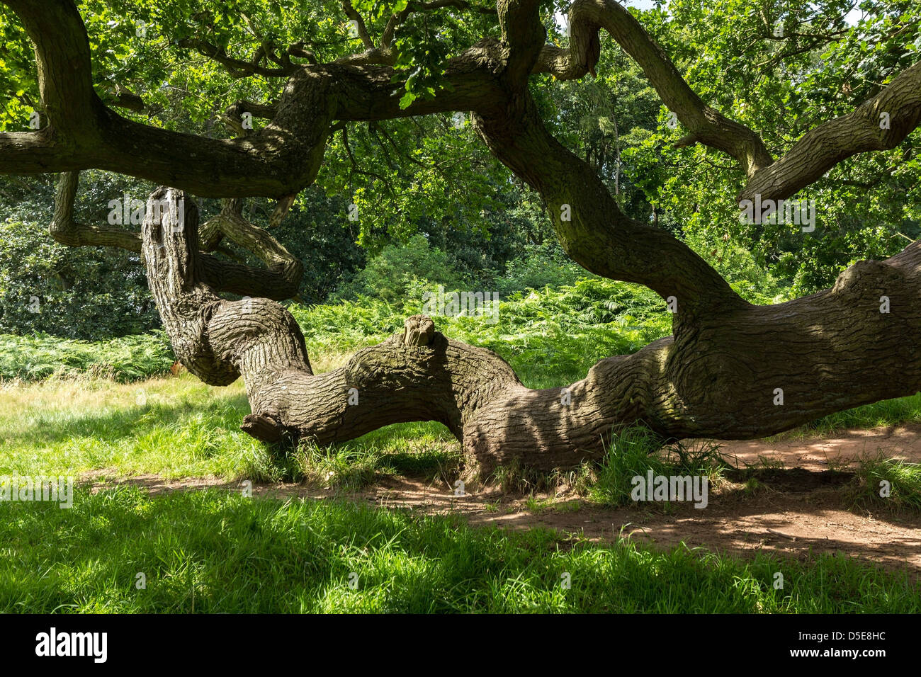 Twisted alten englischen Eiche Zweig in der National Forest, Ticknall, Derbyshire, England, Großbritannien Stockfoto