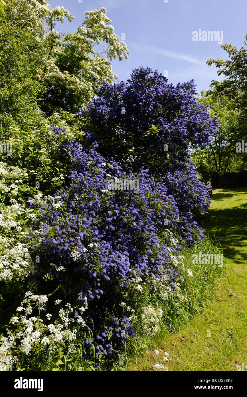 Ceanothus Caliifornian Flieder Weissdorn Und Kuh Petersilie In