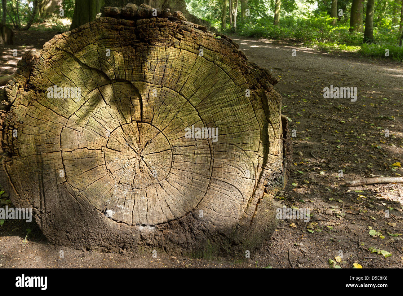 Große Schnitt Log durch Wald Wanderweg zeigt Baum Ringe, Derbyshire, England, UK Stockfoto
