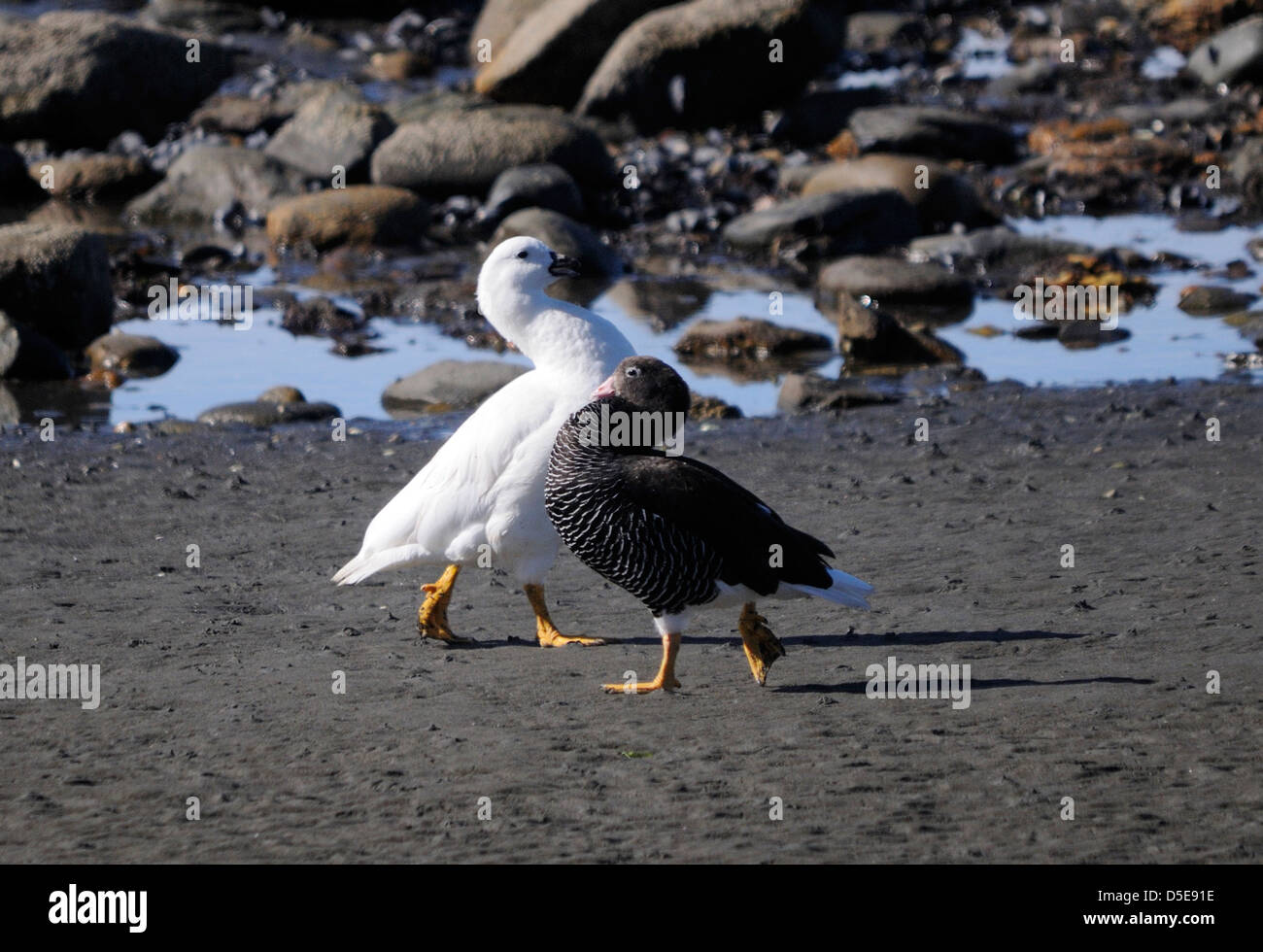 Ein paar Gänse Kelp (Chloephaga Hybrida) Caranca, Display zueinander, nachdem das Männchen ein anderes Männchen aus ihren Patch getrieben hat Stockfoto