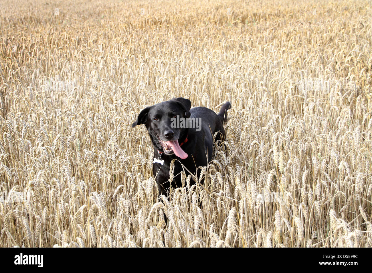 Ein schwarzer Hund spielt in einem Feld von Gerste. Stockfoto