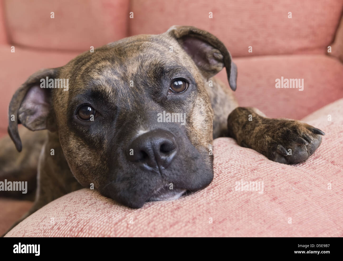 Porträt von einem Pitbull auf der Couch zu Hause liegen Stockfoto