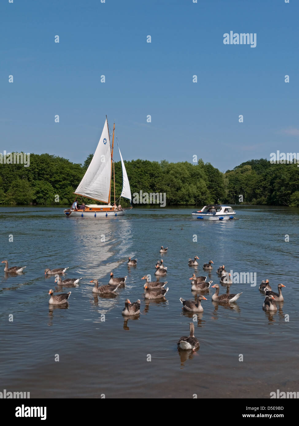 Segeln und Tierwelt auf den Norfolk Broads in Salhouse breit, Norfolk, England Stockfoto Segeln und Tierwelt auf den Norfolk Broads in Salhouse breit, Norfolk, England Stockfoto