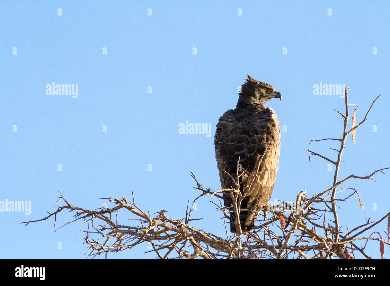 Adler auf Baum Stockfoto