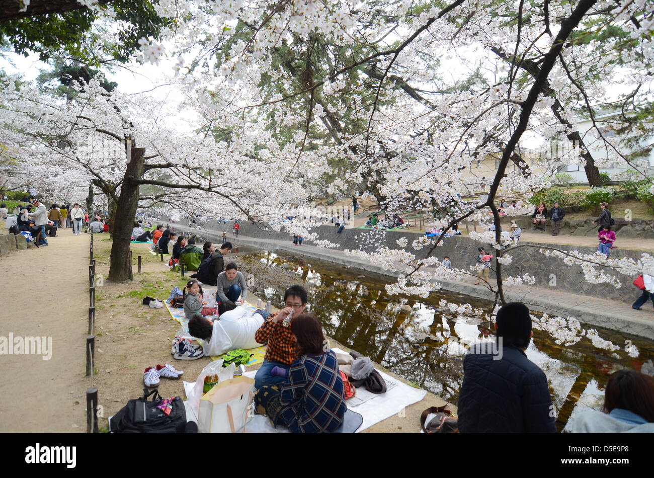 Kobe, Japan. 30. März 2013 – versammeln sich Familien und Freunde entlang eines Flusses in Shukugawa in der Nähe von Kobe auf Samstag um das kommen des Frühlings feiern. Kredit-Bild: Trevor Mogg / Alamy Live News Stockfoto