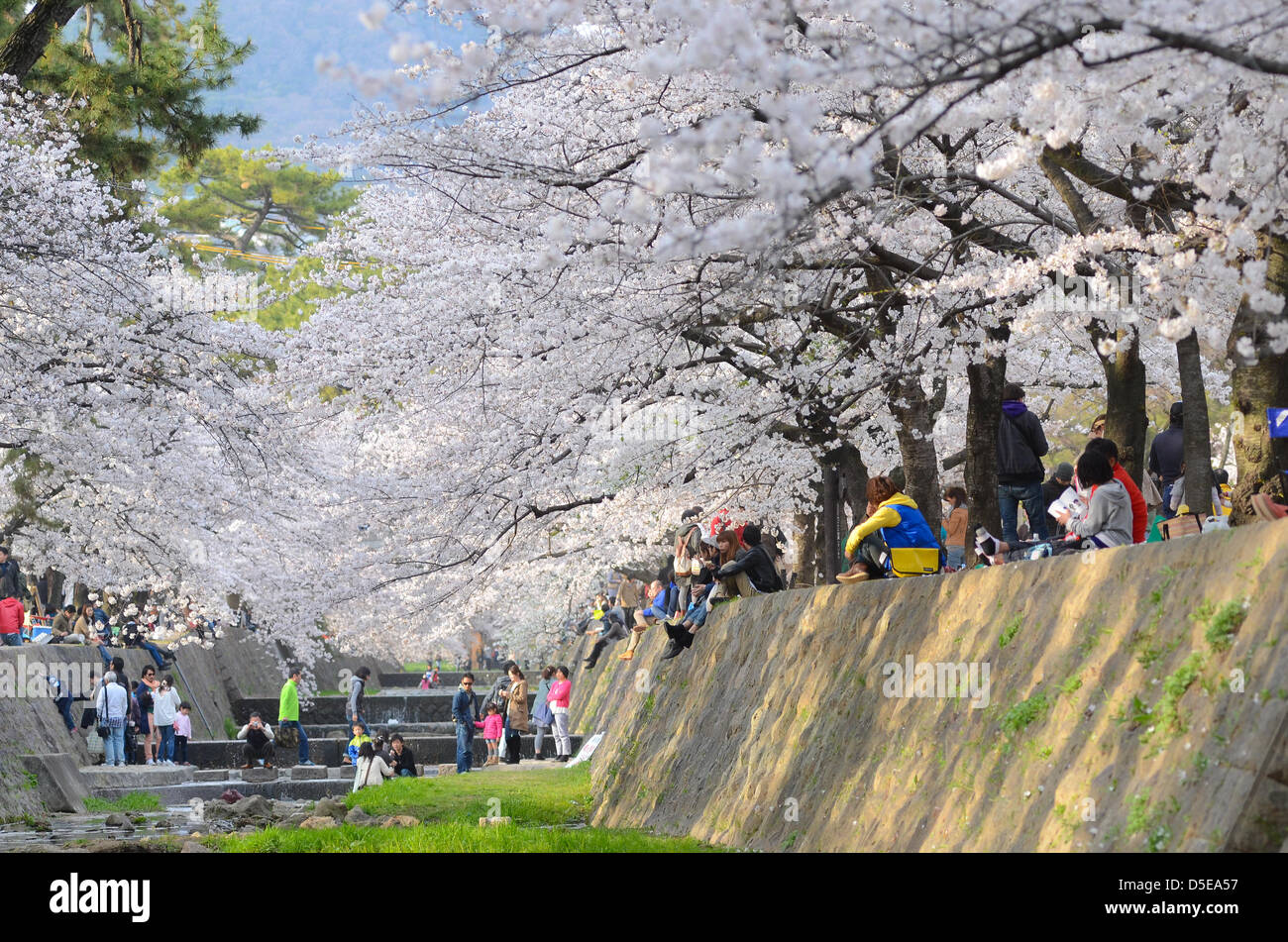 Kobe, Japan. 30. März 2013 – versammeln sich Familien und Freunde entlang eines Flusses in Shukugawa in der Nähe von Kobe auf Samstag um das kommen des Frühlings feiern. Kredit-Bild: Trevor Mogg / Alamy Live News Stockfoto