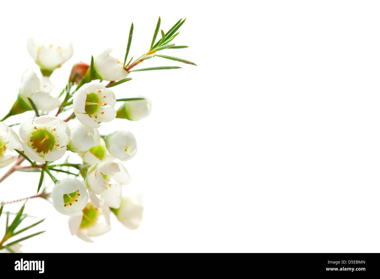 weißen Hintergrund mit Blume, leeren Raum für Text rechts Stockfoto