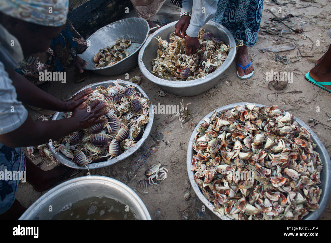 Frauen reinigen Krabben am Strand in Accra, Ghana. Stockfoto