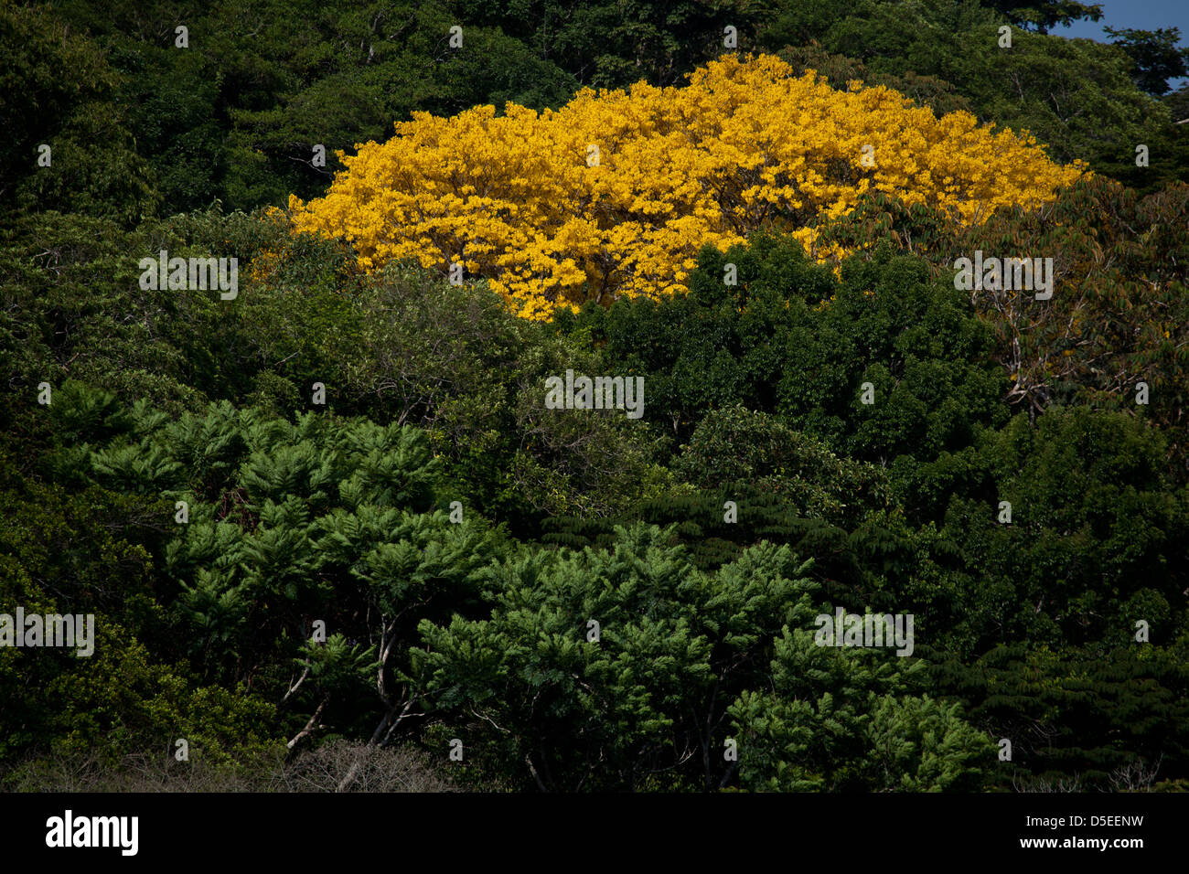 Gold-Bäume, sci.name; Tabebuia Guayacan, in der Nähe von Gamboa Soberania Nationalpark, Republik von Panama. Stockfoto