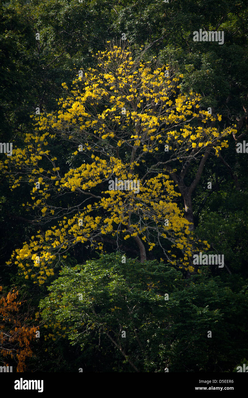 Gold-Bäume, sci.name; Tabebuia Guayacan, in der Nähe von Gamboa Soberania Nationalpark, Republik von Panama. Stockfoto