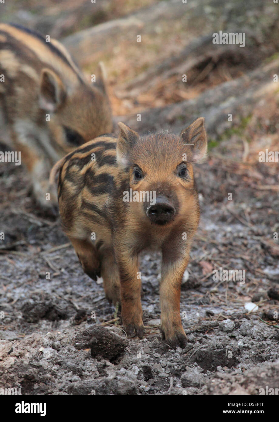 Wildschwein-Ferkel (Sus Scrofa) inmitten der Wälder. Stockfoto